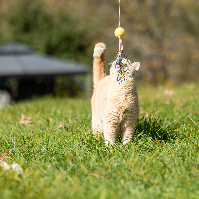 ECO-KITTY COMET